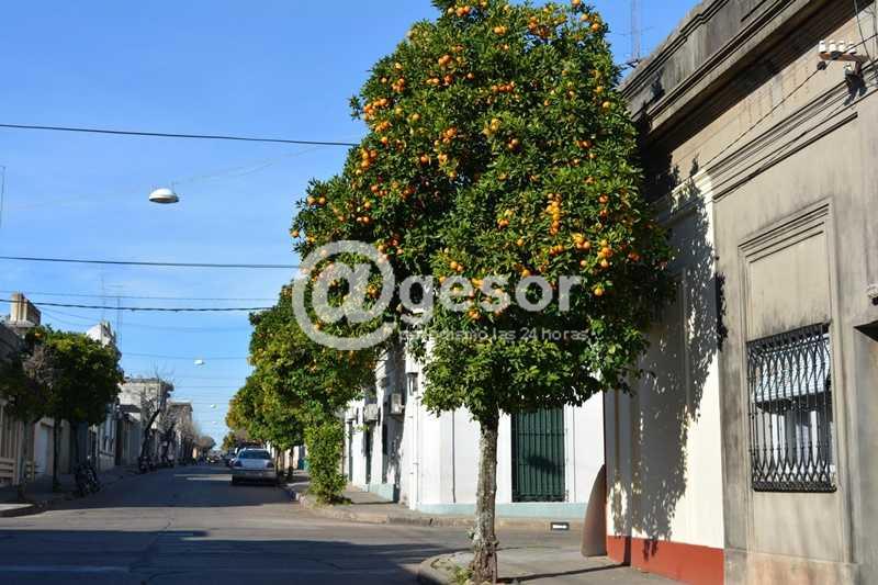 Tras la poda de naranjos, Intendencia entregará la fruta gratuitamente a interesados.