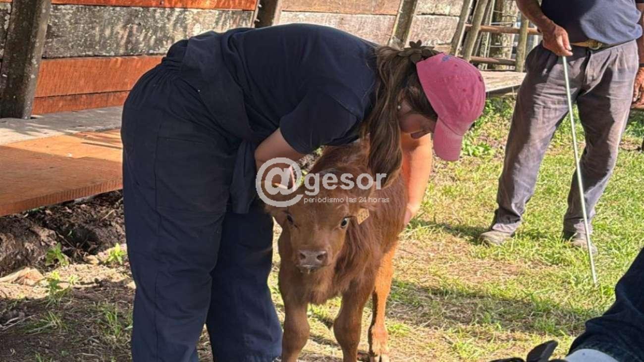 La Dirección General de Servicios Ganaderos (DGSG) dispuso que los remates feria y exposiciones deberán utilizar, en determinados controles sanitarios oficiales, únicamente medicamentos veterinarios cuyos tiempos de espera sean compatibles con el período mínimo de permanencia que los animales deben cumplir en el predio de destino antes de ser enviados a faena.