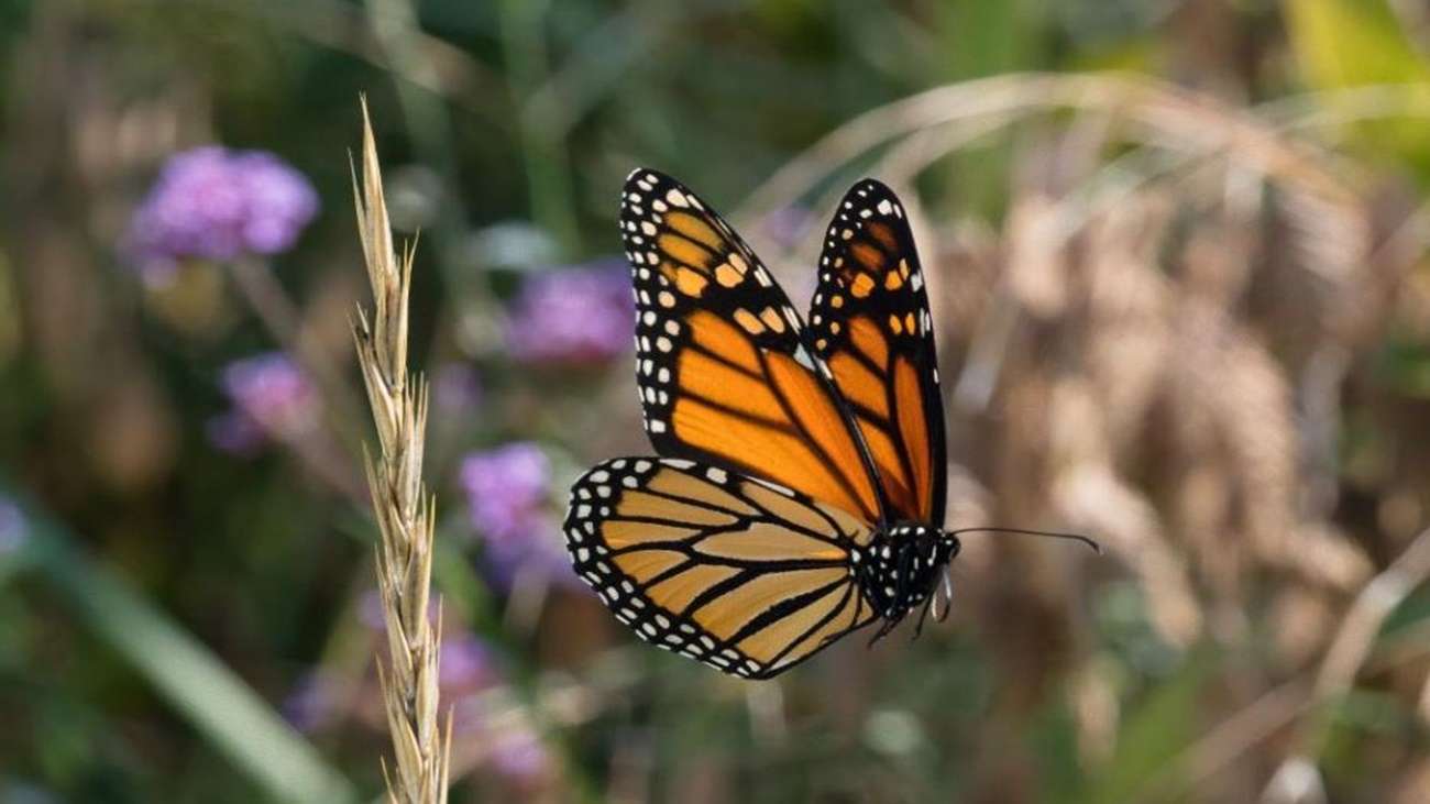 2nd GLOBE Course: Citizen Science and Butterfly Observation